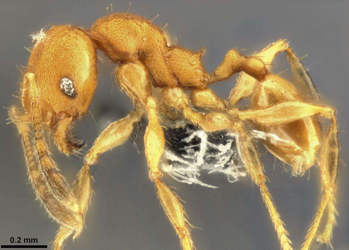 Image of Pheidole laminata Emery 1900