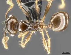 Image of Pheidole cramptoni Wheeler 1916