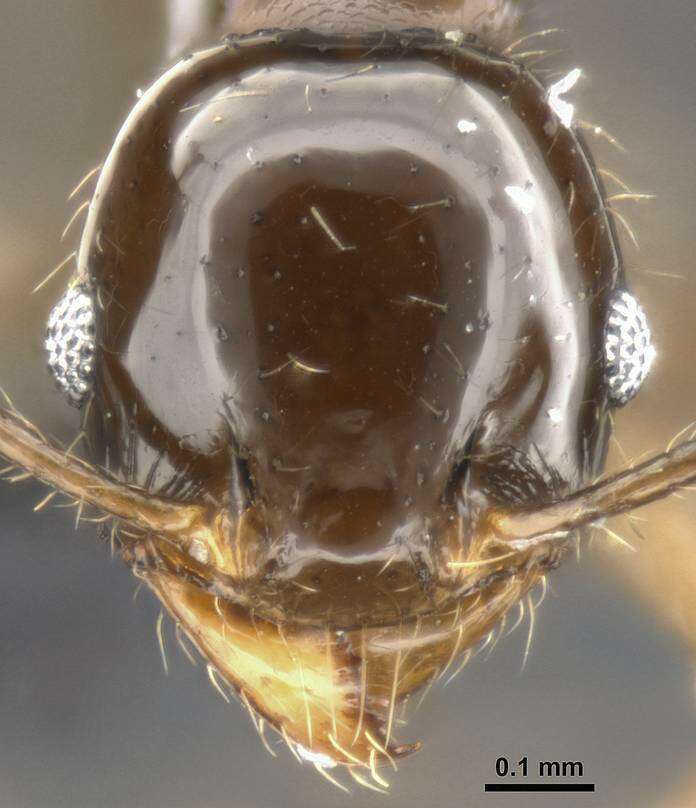 Image of Pheidole cramptoni Wheeler 1916