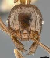 صورة Pheidole fimbriata Roger 1863