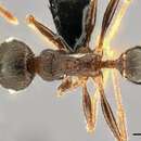 Image of Pheidole kohli Mayr 1901