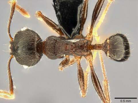 Image of Pheidole kohli Mayr 1901