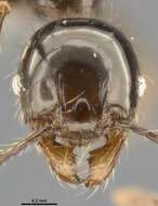 Image of Pheidole simonsi