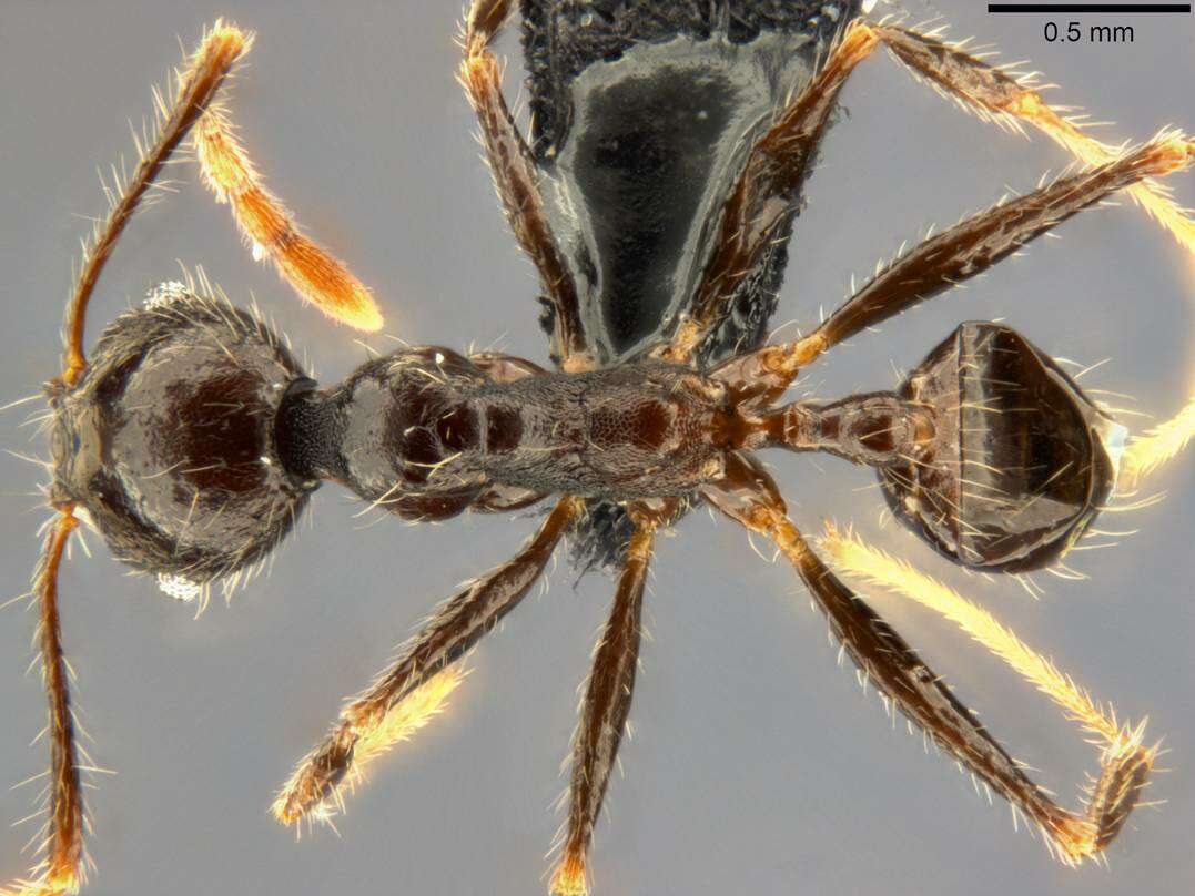 Image of Pheidole aurivillii Mayr 1896