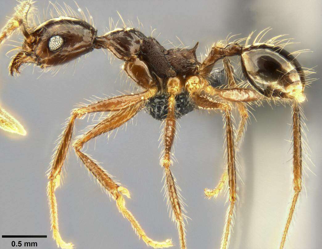 Image of Pheidole concinna Santschi 1910