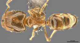 Pheidole bicarinata Mayr 1870 resmi