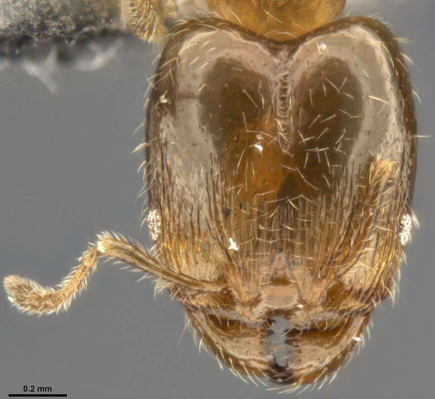 Pheidole bicarinata Mayr 1870 resmi