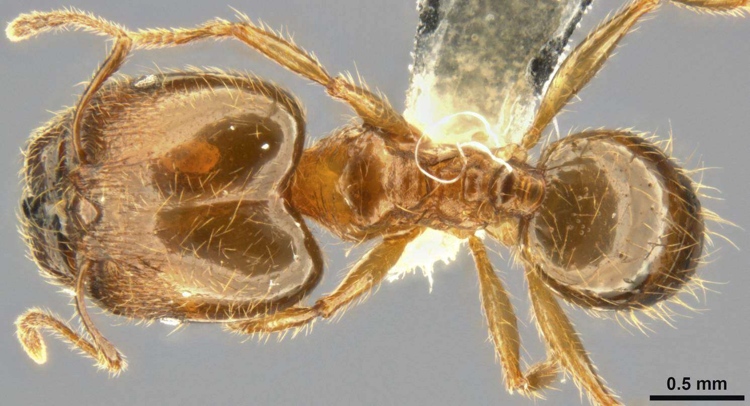 Image of Pheidole pallidula (Nylander 1849)