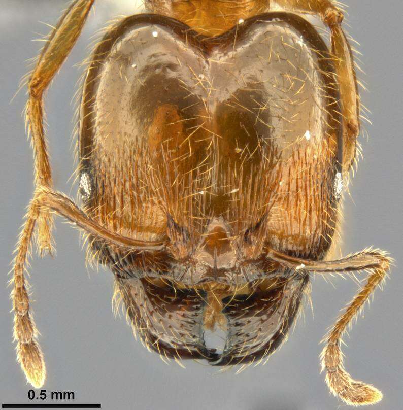 Image of Pheidole pallidula (Nylander 1849)