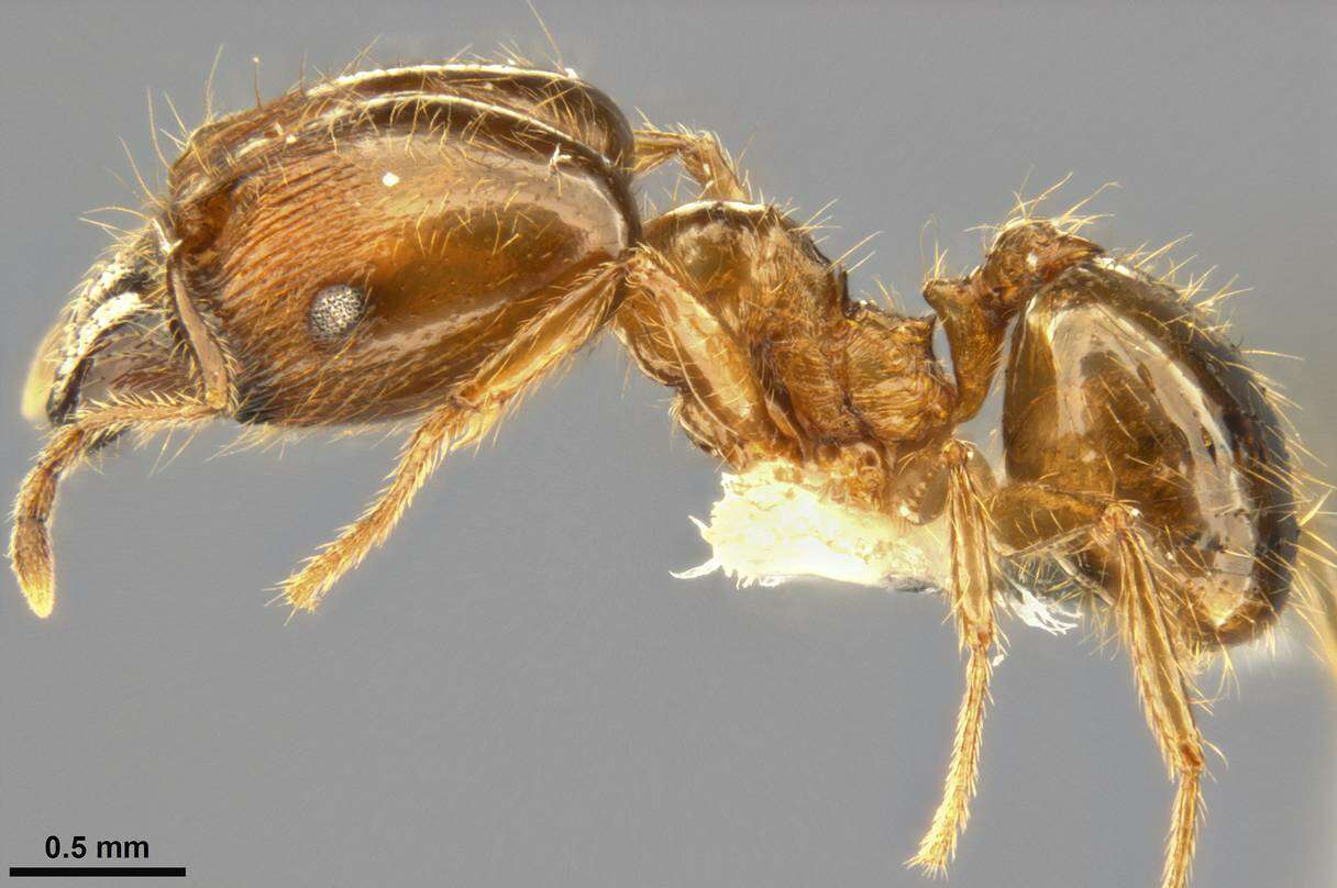 Image of Pheidole pallidula (Nylander 1849)