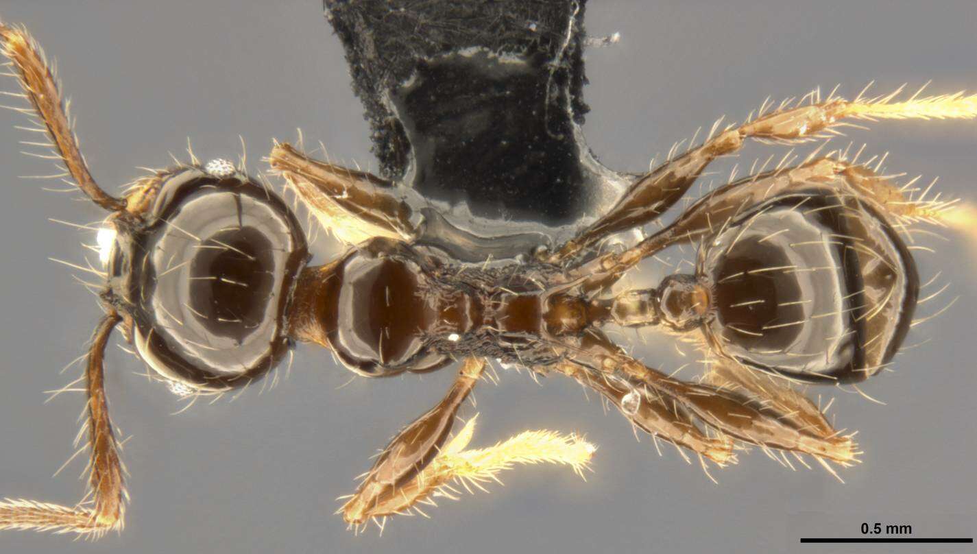 Image of Pheidole simonsi