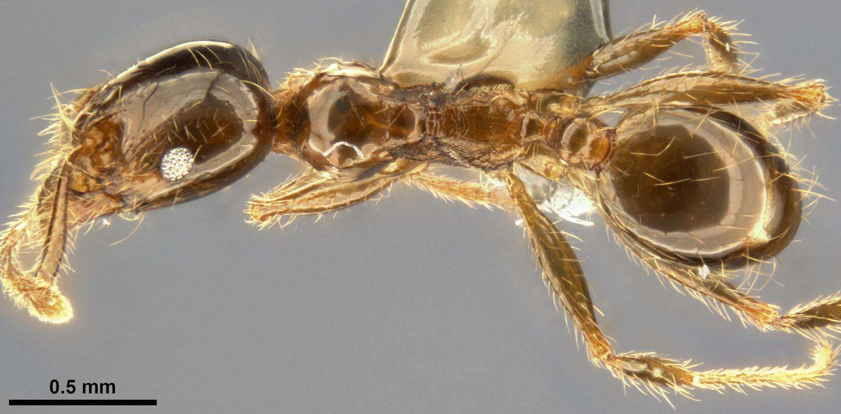 Image of Pheidole pallidula (Nylander 1849)