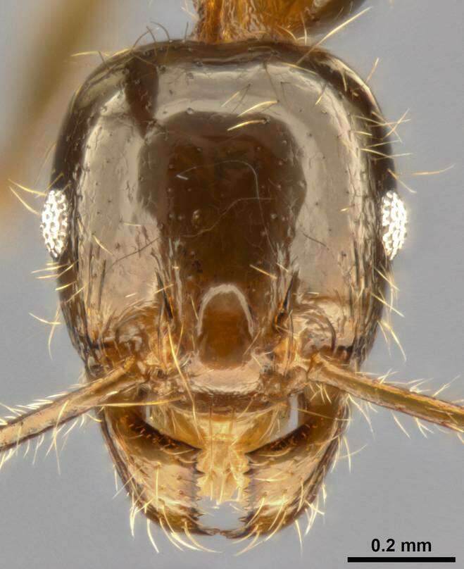 Image of Pheidole pallidula (Nylander 1849)