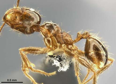 Image of Pheidole pallidula (Nylander 1849)