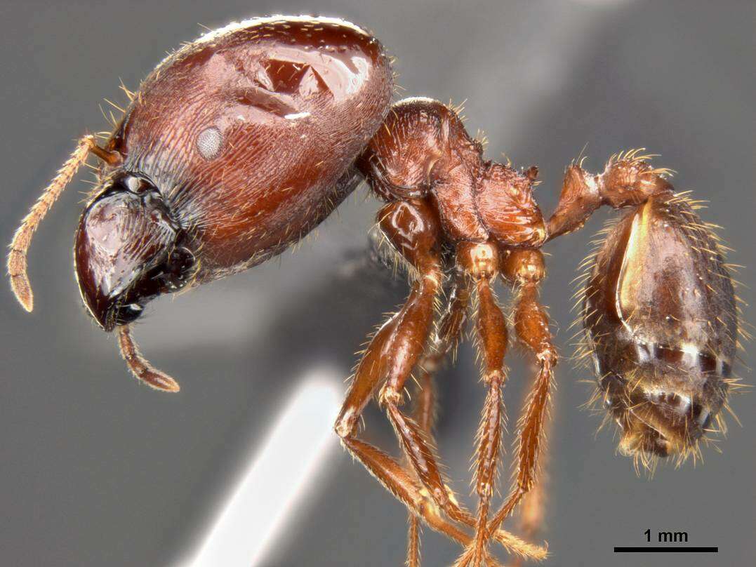 Plancia ëd Pheidole