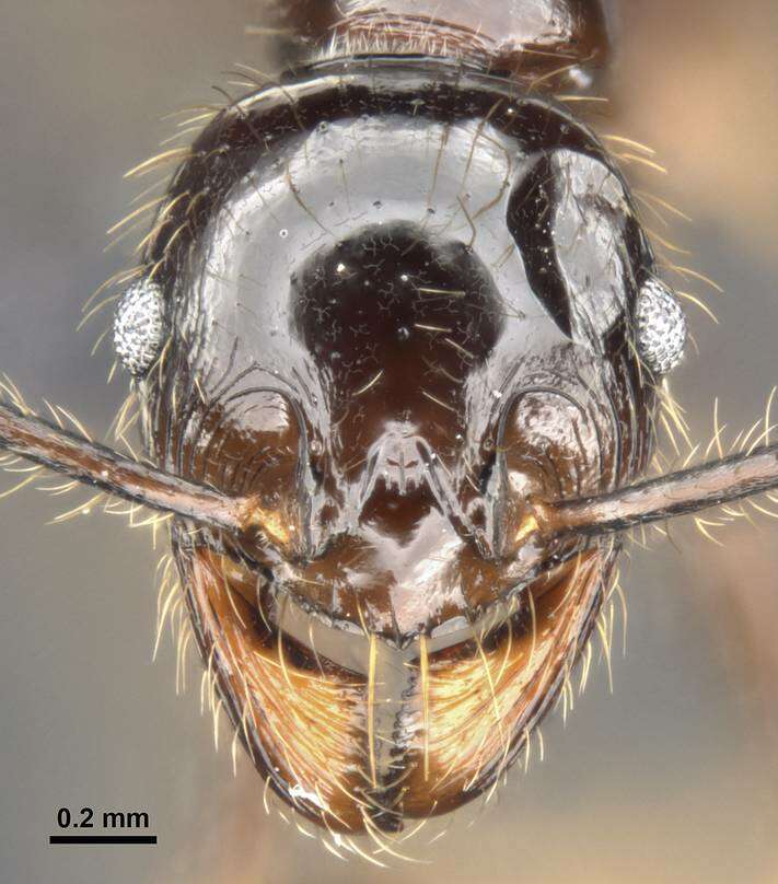 Image of Pheidole dugasi Forel 1911