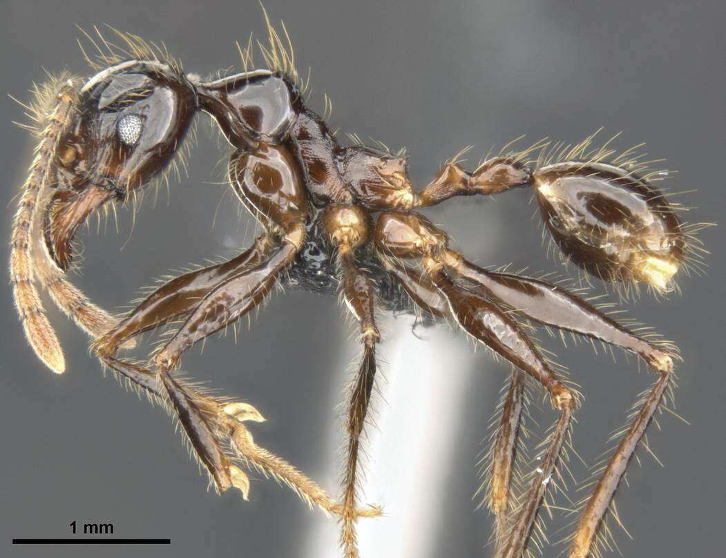 Image of Pheidole dugasi Forel 1911