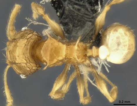 Plancia ëd Pheidole sexdentata Donisthorpe 1948