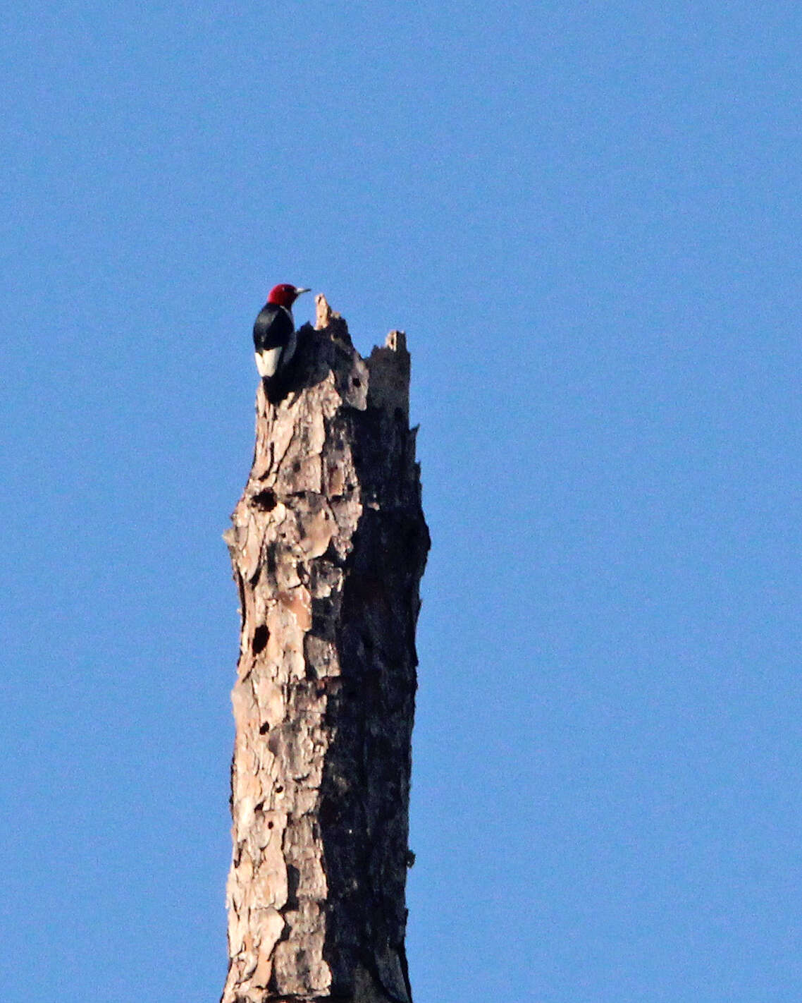 Image of Red-headed Woodpecker