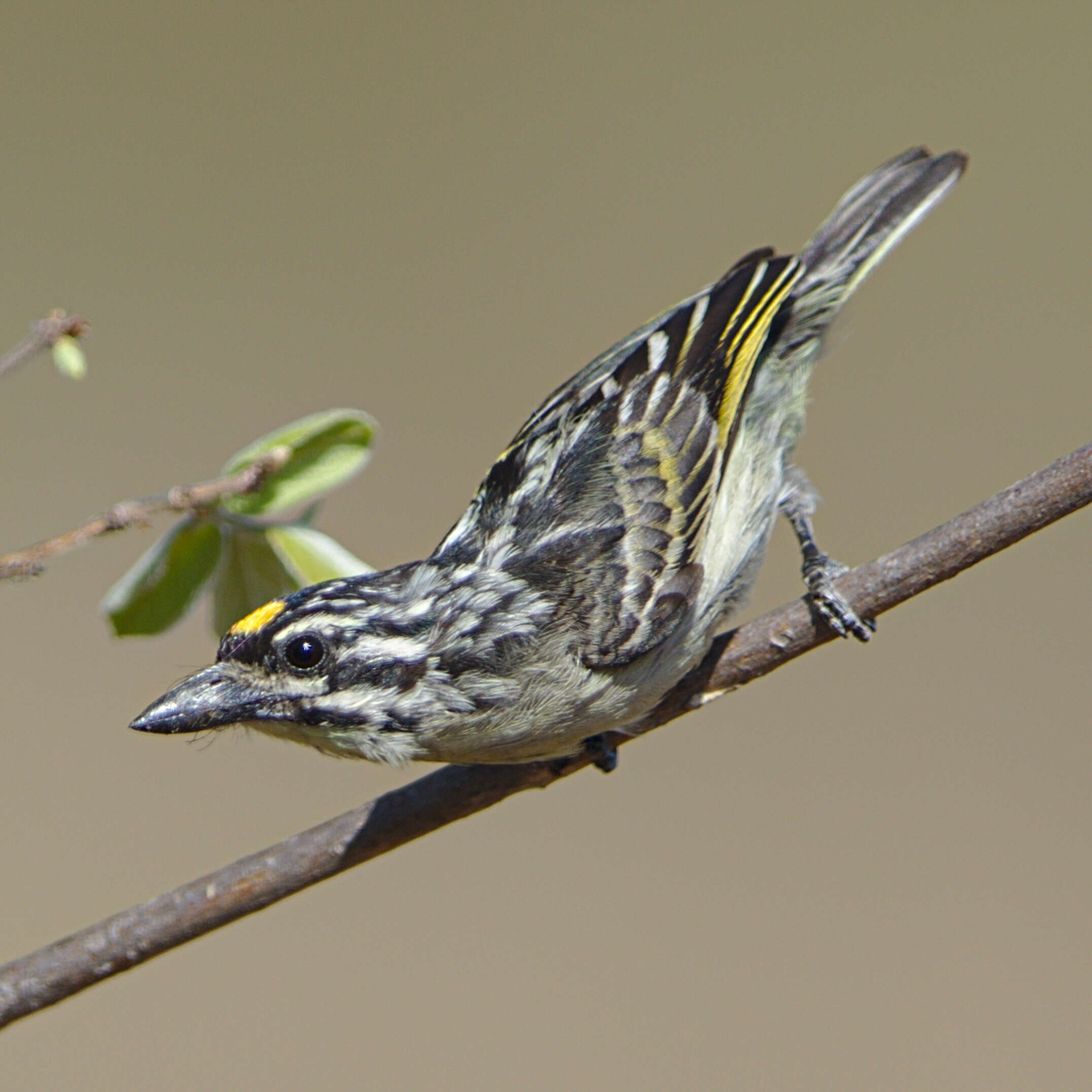 Image of Yellow-fronted Tinkerbird