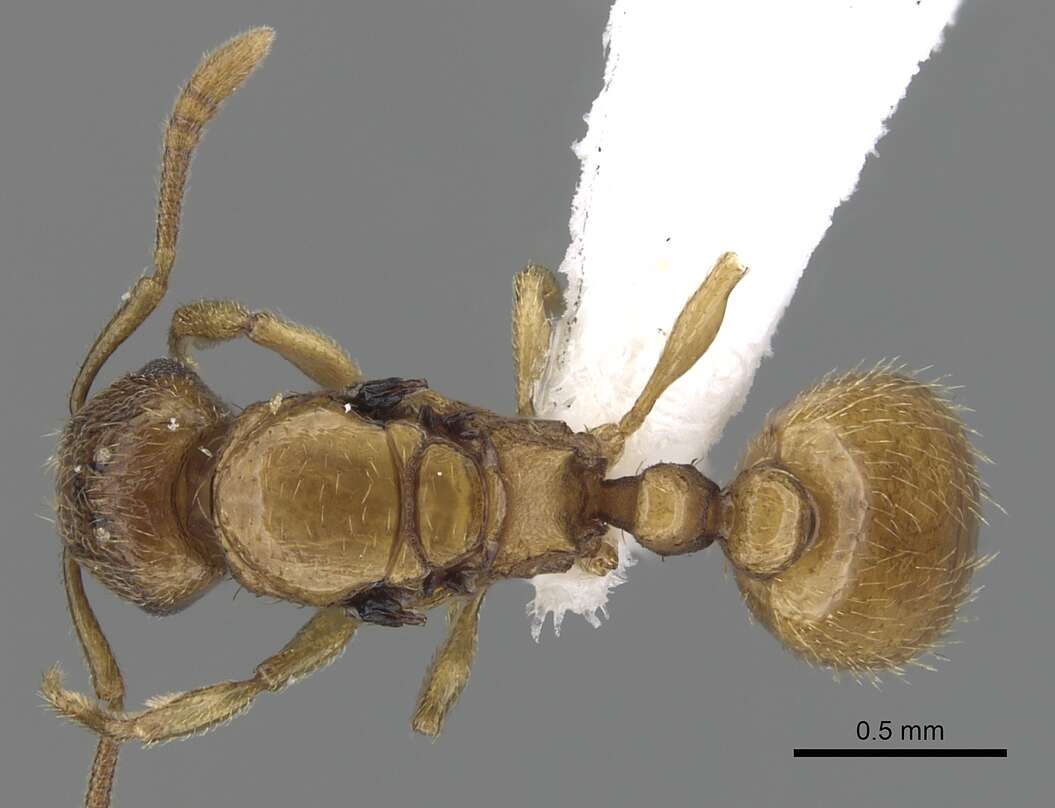 Image of Tetramorium traegaordhi Santschi 1914