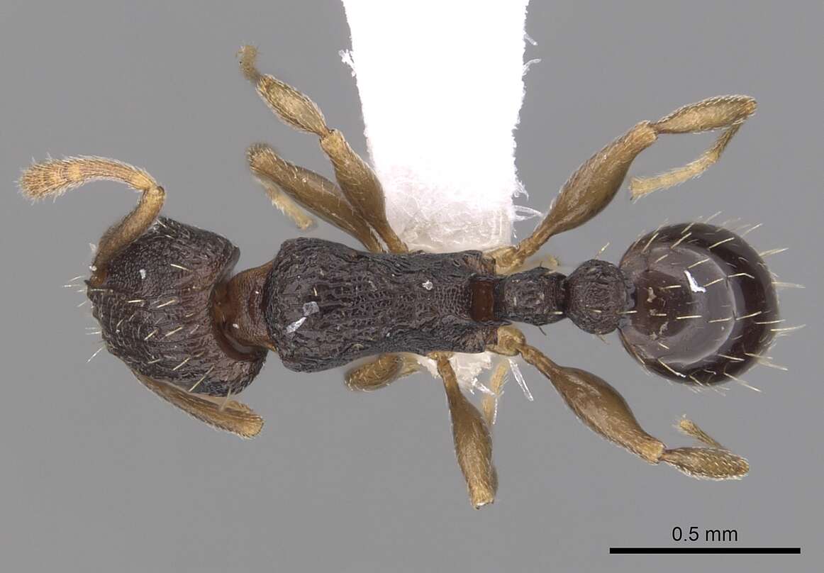 Image of Tetramorium zambezium Santschi 1939