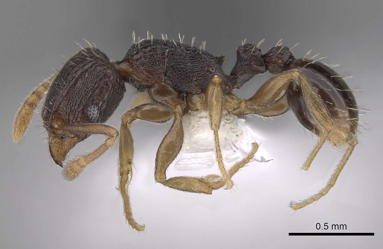 Image of Tetramorium zambezium Santschi 1939