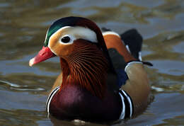 Image of Mandarin Duck