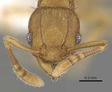 Image of Ant