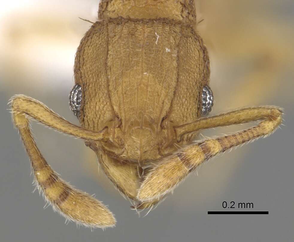Image of Ant