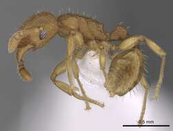 Image of Ant