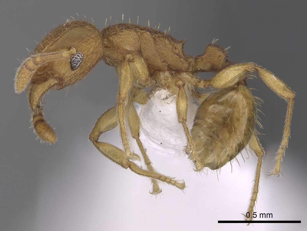 Image of Ant
