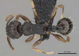 Image of Tetramorium zambezium Santschi 1939