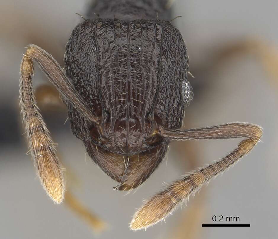 Image of Tetramorium zambezium Santschi 1939