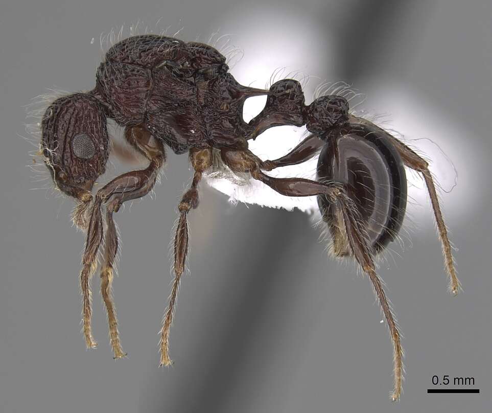 Image of Tetramorium capillosum Bolton 1980