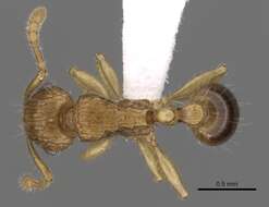 صورة Tetramorium tabarum Bolton 1980