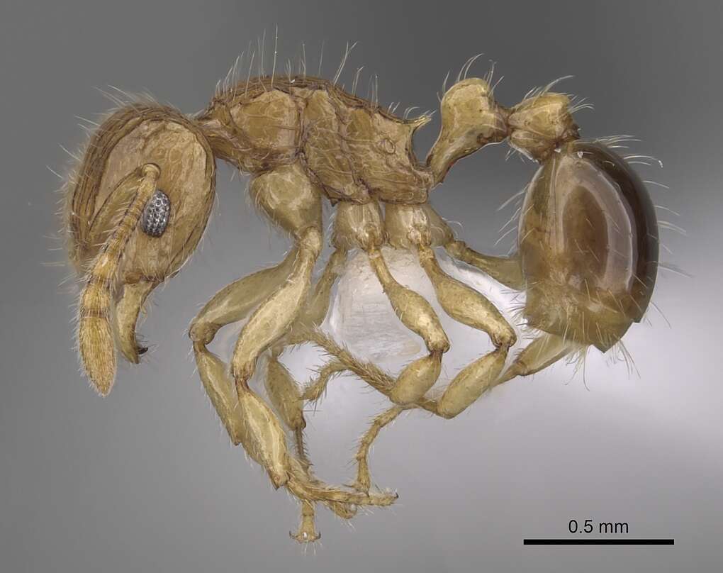 صورة Tetramorium tabarum Bolton 1980