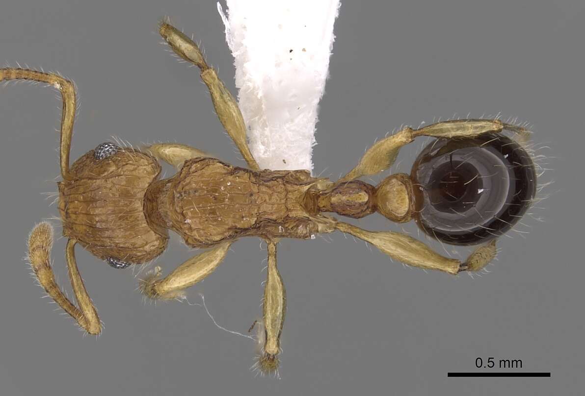 صورة Tetramorium tabarum Bolton 1980