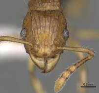 صورة Tetramorium tabarum Bolton 1980