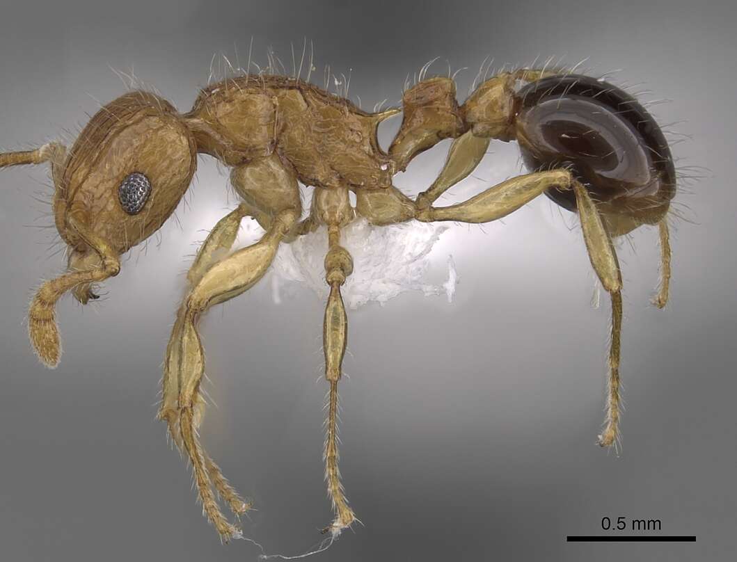 صورة Tetramorium tabarum Bolton 1980