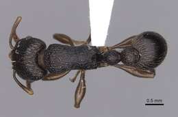 Tetramorium quadridentatum Stitz 1910的图像