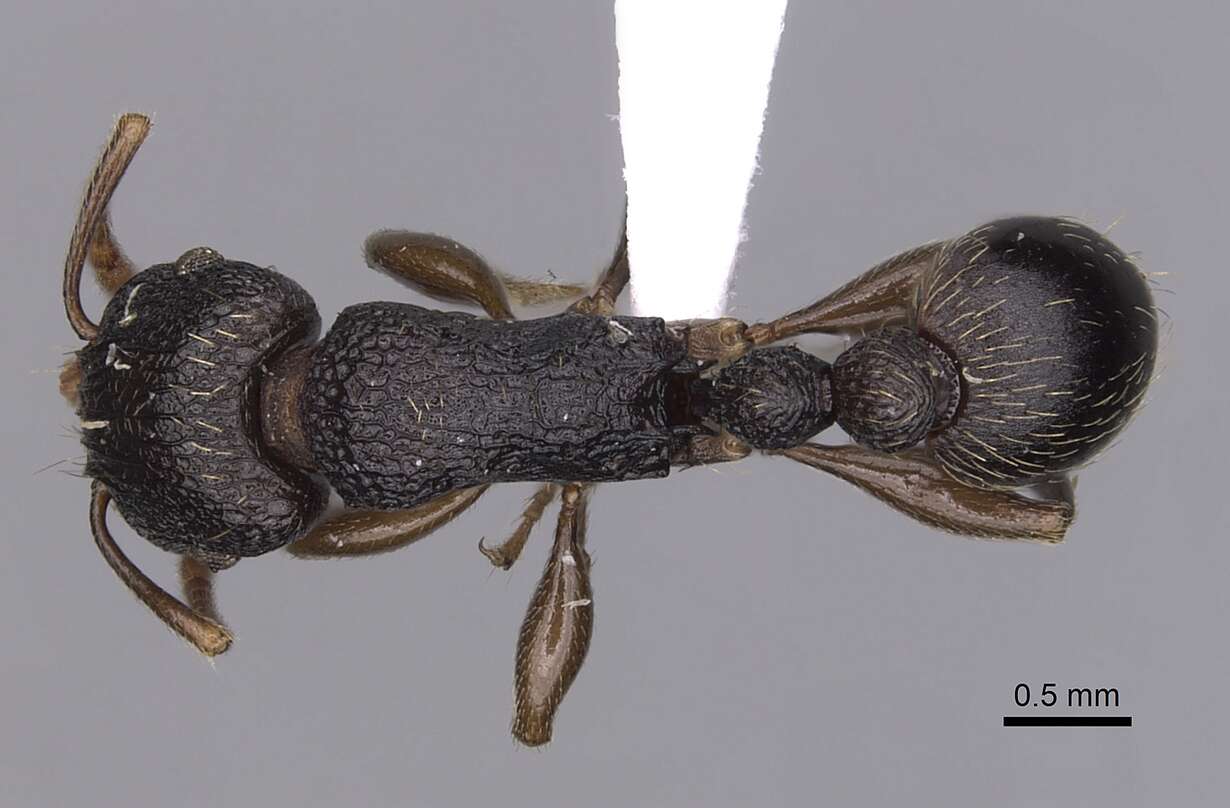 Tetramorium quadridentatum Stitz 1910的图像