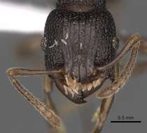 Tetramorium quadridentatum Stitz 1910的图像