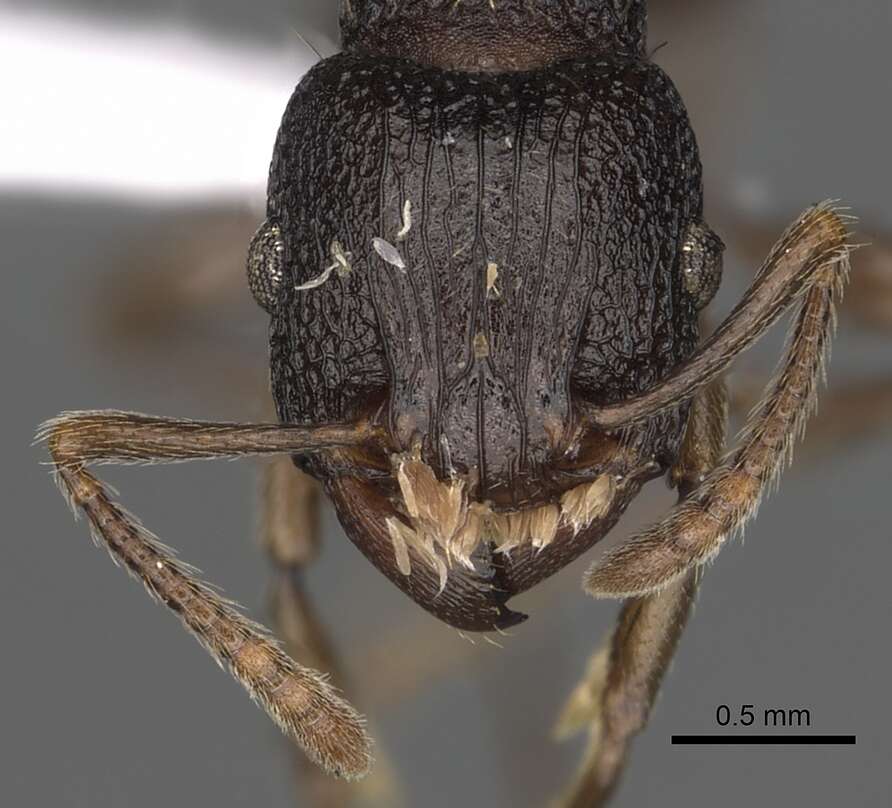 Tetramorium quadridentatum Stitz 1910的图像