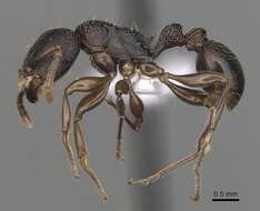 Tetramorium quadridentatum Stitz 1910的图像