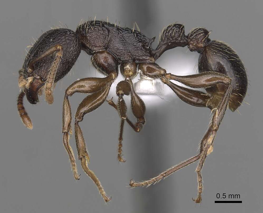 Tetramorium quadridentatum Stitz 1910的图像
