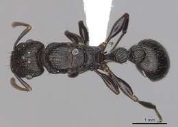 Tetramorium quadridentatum Stitz 1910的图像