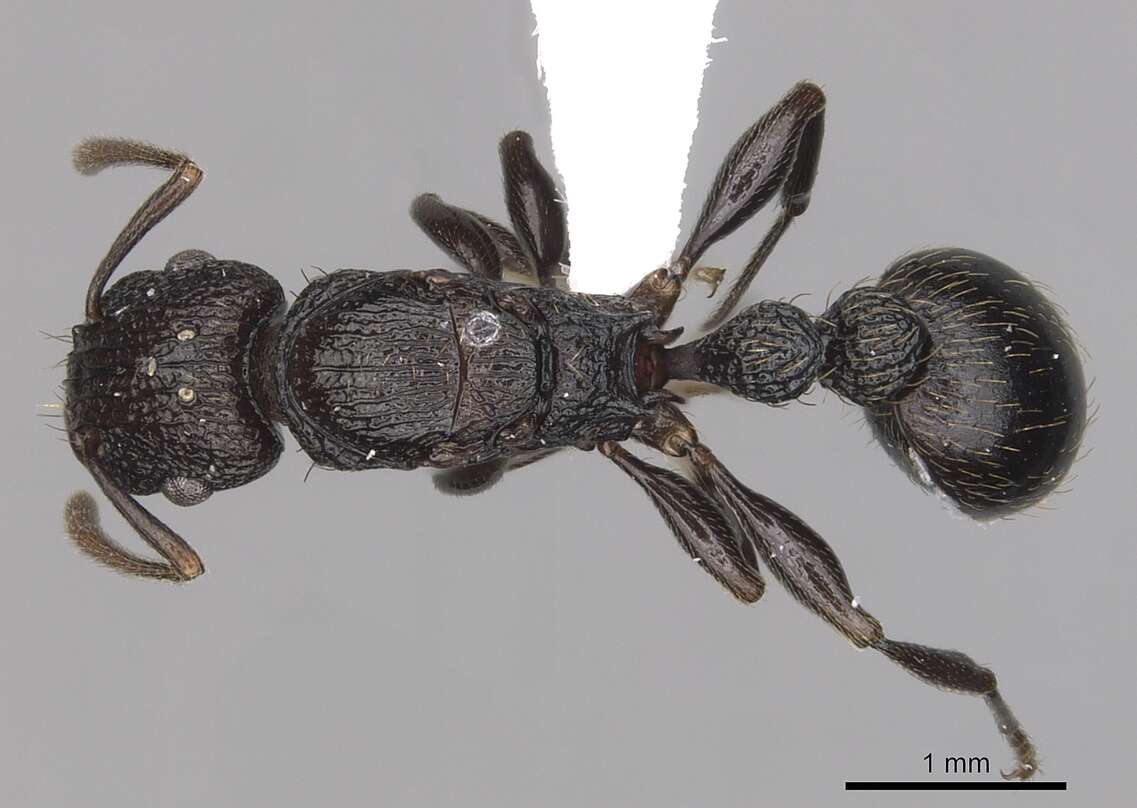 Tetramorium quadridentatum Stitz 1910的图像