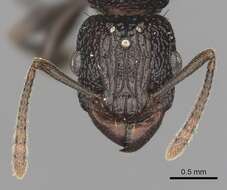 Tetramorium quadridentatum Stitz 1910的图像