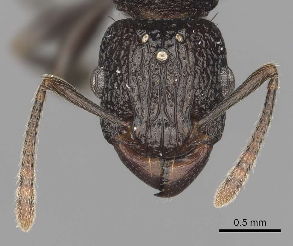 Tetramorium quadridentatum Stitz 1910的图像